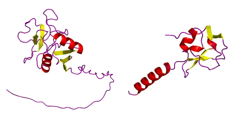 Two ribbon diagrams of antifreeze protein structures on a white background