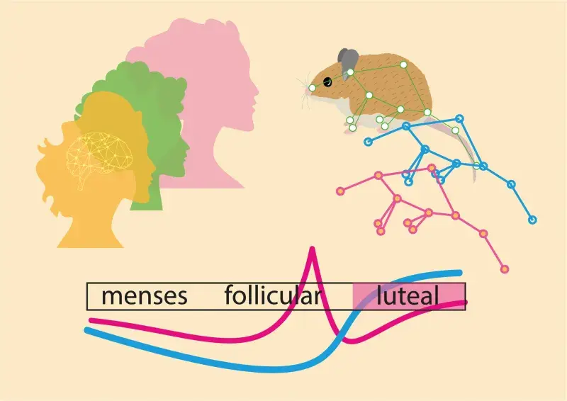 Menses-Follicular-Luteal